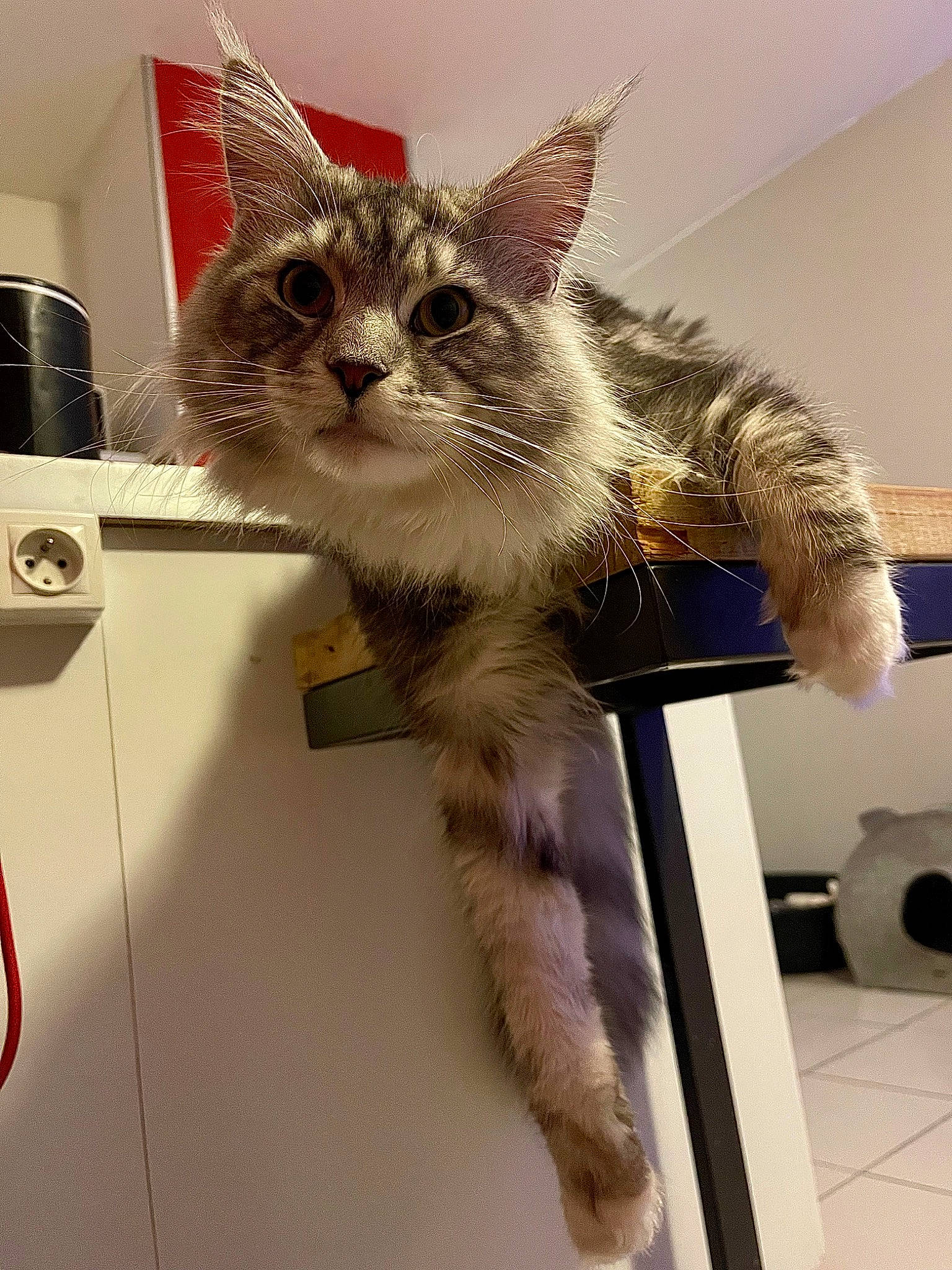 Snow a rejoint le concours — aidez-le/la à gagner de superbes lots ! box, cardboard, carnivore, cat, claw, domestic_short_haired_cat, fawn, felidae, fur, paper_product, paw, refrigerator, small_to_medium_sized_cats, snout, tail, whiskers, window