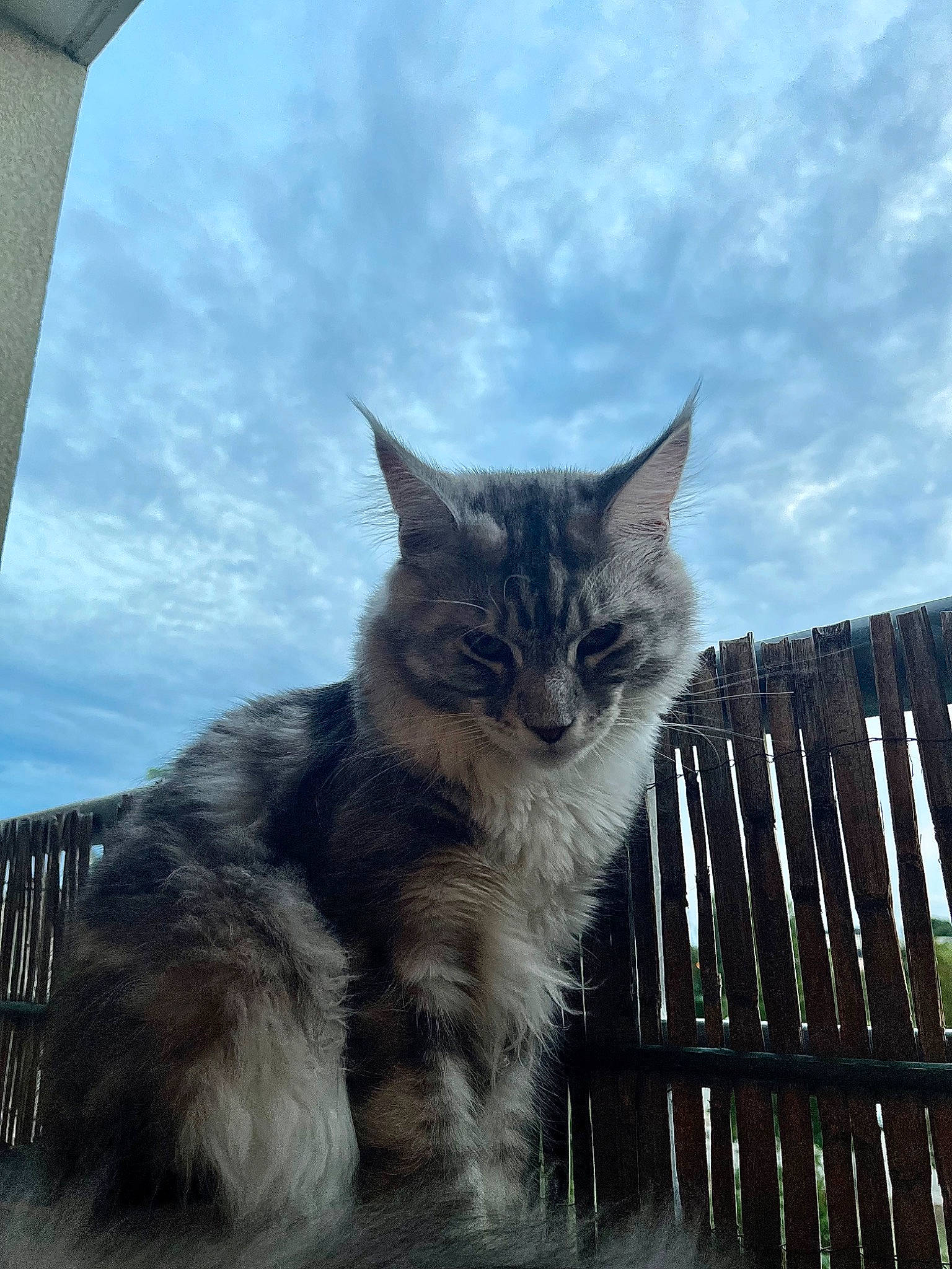 Snow participe au concours pour gagner de l'argent avec cette photo : building, carnivore, cat, cloud, domestic_short_haired_cat, felidae, fence, fur, grass, house, maine_coon, sky, small_to_medium_sized_cats, tail, tree, whiskers, window, winter, wood