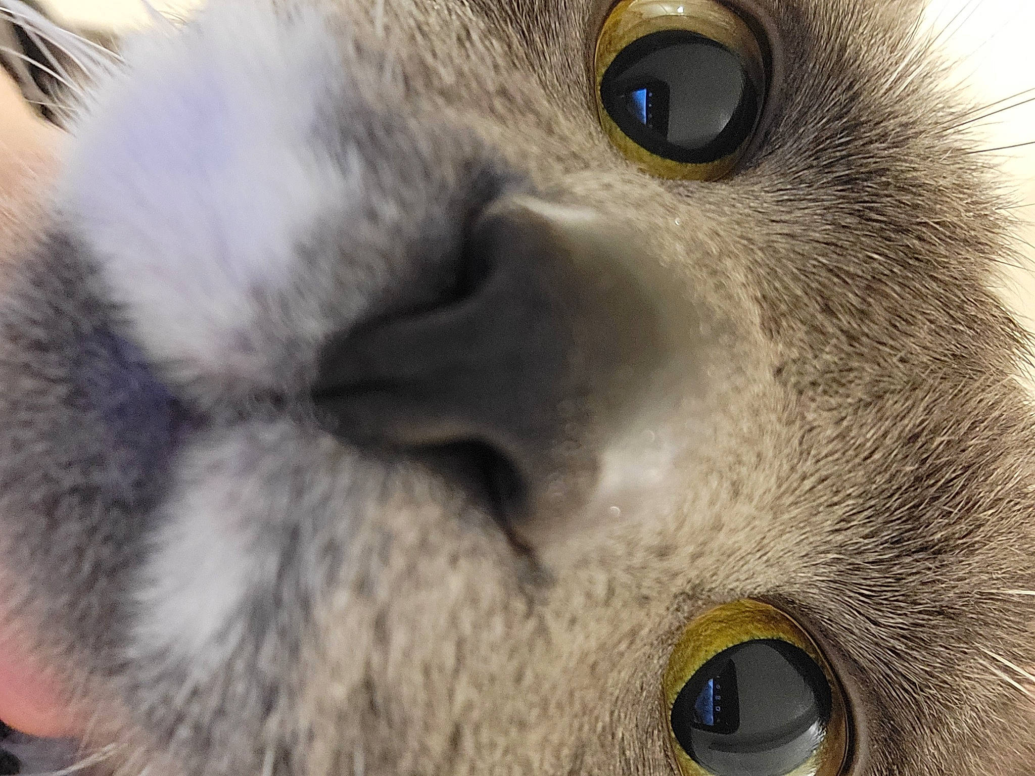 Koda Bear is registered to the contest to win money with this photo: bird_of_prey, carnivore, close_up, eye, eyelash, feather, felidae, fur, grey, head, iris, marsupial, nose, owl, plant, small_to_medium_sized_cats, snout, terrestrial_animal, whiskers, wildlife