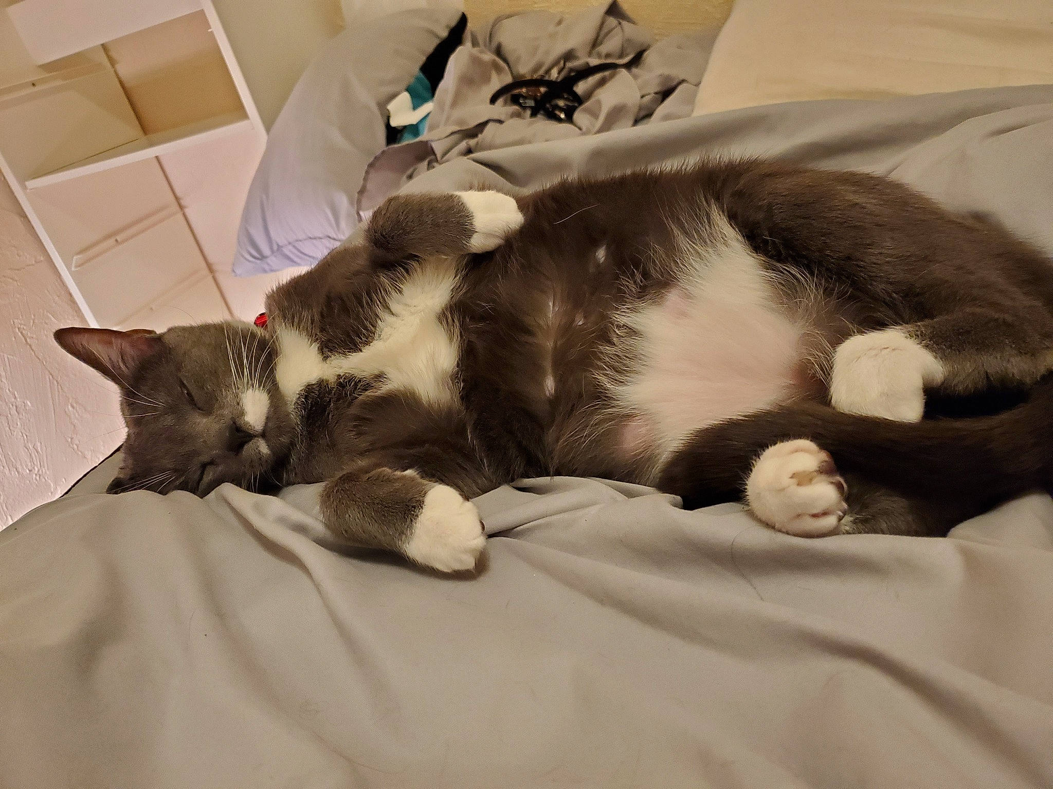 Koda Bear is registered to the contest to win money with this photo: bed, bed_sheet, bedding, box, carnivore, cat, comfort, domestic_short_haired_cat, felidae, fur, linens, mammal, nap, paw, room, shipping_box, small_to_medium_sized_cats, tail, vertebrate, whiskers