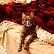 Ace is registered to the contest to win money with this photo: cat, gray_cat, bed, blanket, red_blanket, black_pattern, remote_control, collar, blue_collar, indoor, pet, feline, relaxed, cozy, fur, whiskers, paws, resting, comfort, striped_bedding