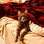 cat, gray_cat, bed, blanket, red_blanket, black_pattern, remote_control, collar, blue_collar, indoor, pet, feline, relaxed, cozy, fur, whiskers, paws, resting, comfort, striped_bedding