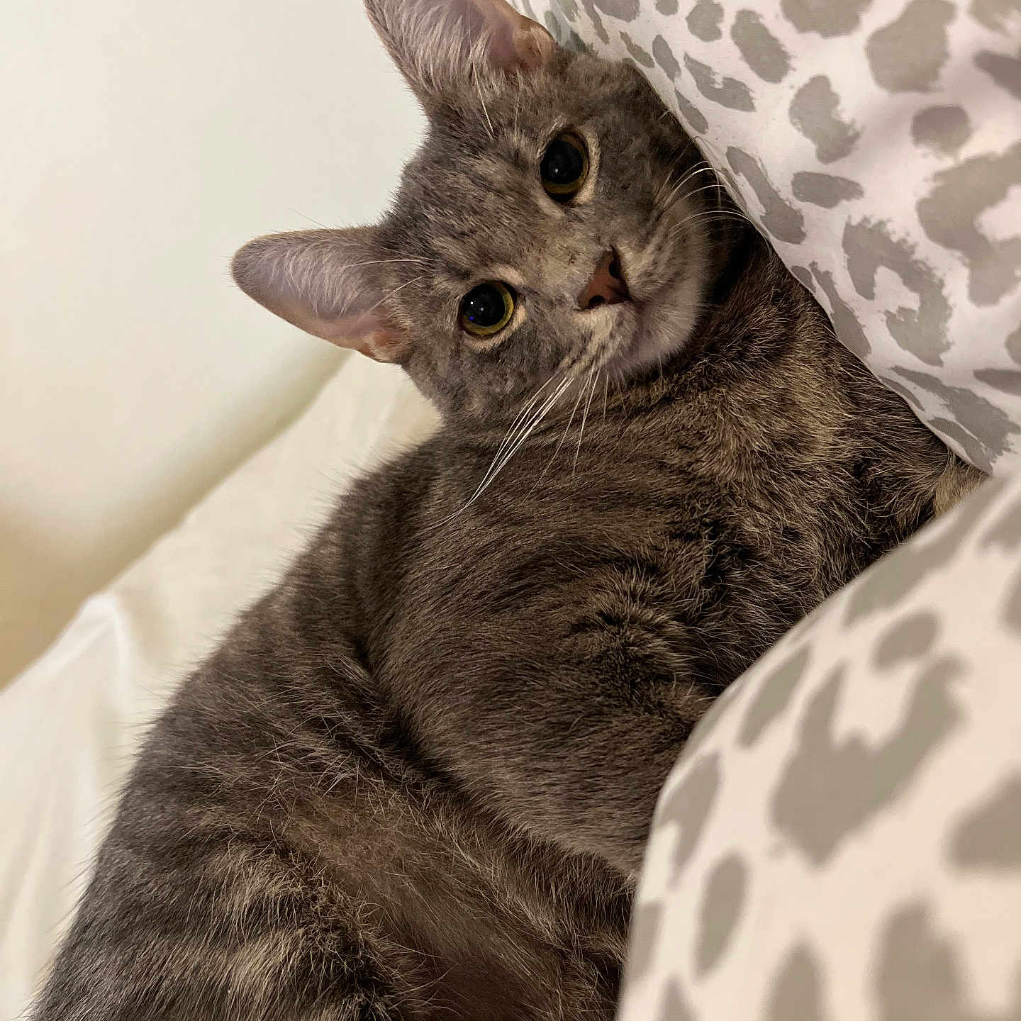 Ace is registered to the contest to win money with this photo: animal, bed, cat, closeup, cozy, curious, cute, ears, eyes, feline, fur, gray_cat, indoor, patterned_pillow, pet, pillow, resting, soft_texture, tabby, whiskers