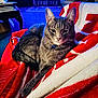 cat, gray_tabby, pet, collar, blue_bell, blanket, red, white, indoor, living_room, furniture, carpet, relaxed, cozy, fur, whiskers, animal, domestic_cat, resting, soft_texture