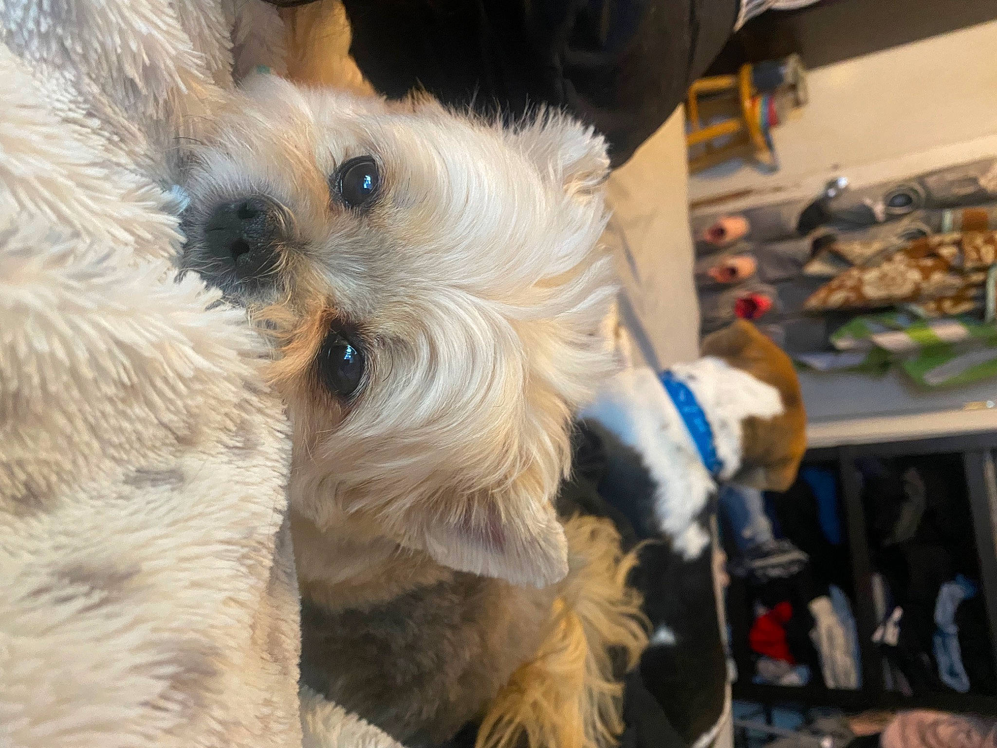 Buddy joined the competition — help win amazing prizes! canidae, carnivore, companion_dog, dog, dog_breed, dog_clothes, dog_supply, event, fawn, fur, hat, non_sporting_group, small_terrier, snout, sporting_group, terrier, toy_dog, whiskers, working_animal