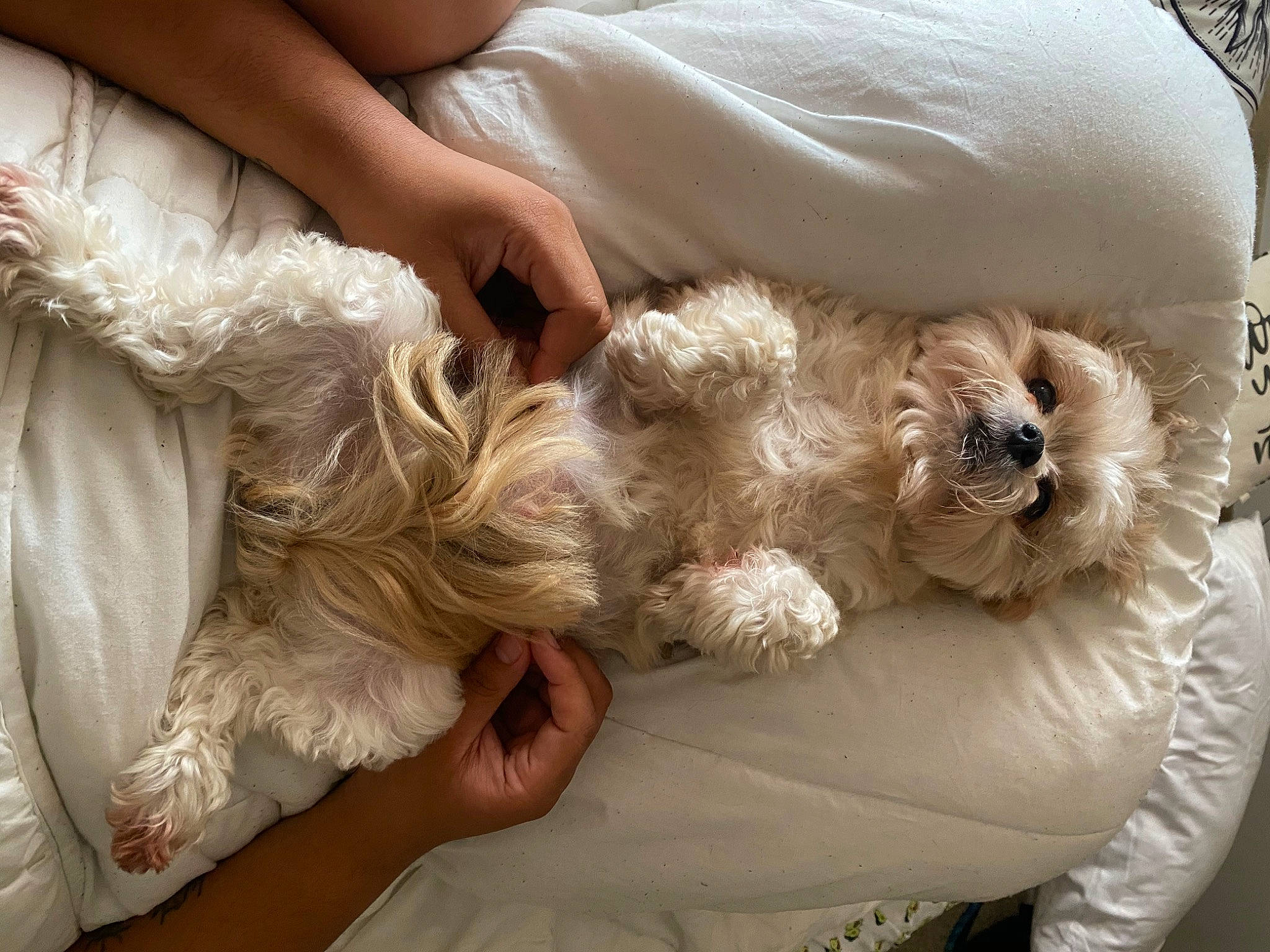 Buddy is registered to the contest to win money with this photo: canidae, carnivore, comfort, companion_dog, dog, dog_breed, fawn, felidae, fur, gesture, happy, labradoodle, nail, paw, poodle, puppy_love, sporting_group, terrier, toy_dog, wrist