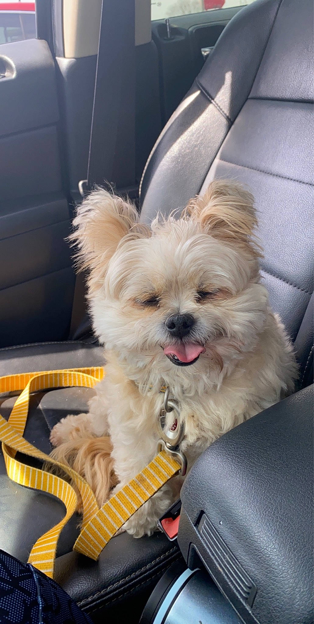 Buddy joined the competition — help win amazing prizes! biewer_terrier, canidae, carnivore, comfort, companion_dog, dog, dog_breed, dog_supply, fashion_accessory, fawn, fur, maltepoo, non_sporting_group, puppy, small_terrier, sporting_group, toy_dog, working_animal, yorkipoo