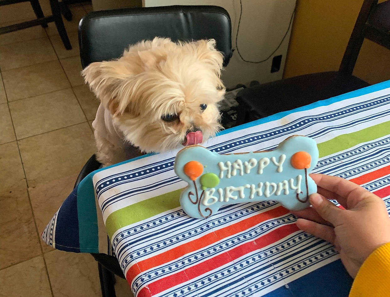 Buddy joined the competition — help win amazing prizes! box, carnivore, companion_dog, dog, dog_breed, dog_clothes, dog_supply, flooring, font, maltepoo, pet_supply, photo_caption, poodle_crossbreed, publication, small_terrier, sporting_group, thumb, toy, toy_dog, working_animal