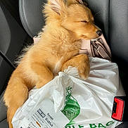 Boba joined the competition — help win amazing prizes! puppy, dog, sleeping, car_seat, shopping_bag, receipt, cute, fluffy, resting, pet, animal, relaxing, leather_seat, car_interior, cozy, small_dog, adorable, transport, domestic_animal, nap