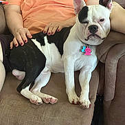 Louie joined the competition — help win amazing prizes! dog, black_and_white, pet, chair, person, orange_shirt, hand, relaxed, indoor, fur, paw, tag, collar, seated, comfort, cozy, resting, animal, companion, living_room