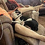 Louie joined the competition — help win amazing prizes! dog, person, recliner, couch, living_room, relaxing, sleeping, black_and_white, brown_dog, wood_floor, pillows, casual_clothing, furniture, legs, indoors, home, resting, pet, collar, comfort