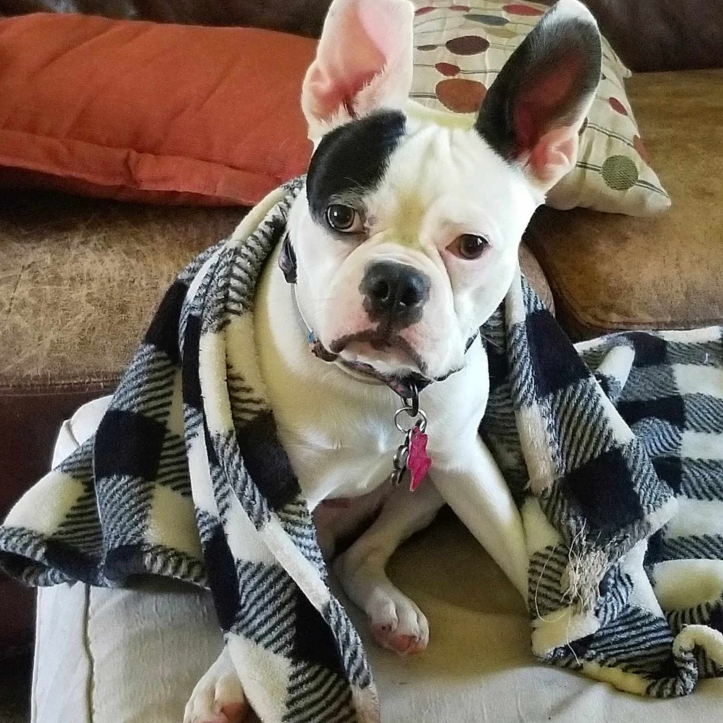 Louie is registered to the contest to win money with this photo: animal, black_and_white, blanket, canine, collar, comfort, couch, cozy, dog, ears, expression, fur, home, indoor, paw, pet, portrait, relaxation, sitting, tag