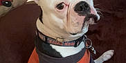 Louie is registered to the contest to win money with this photo: dog, boston_terrier, pet, indoor, couch, shirt, collar, curious, animal, home, living_room, furniture, pillow, cartoon, ears, black_and_white, seated, looking_away, domestic, companion