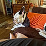Louie joined the competition — help win amazing prizes! dog, orange_shirt, couch, brown_blanket, feet, painted_toenails, indoor, holiday_decorations, gingerbread_figures, christmas_tree, wooden_furniture, living_room, relaxation, pet, floor_rug, television, wood_floor, decor, resting, cozy