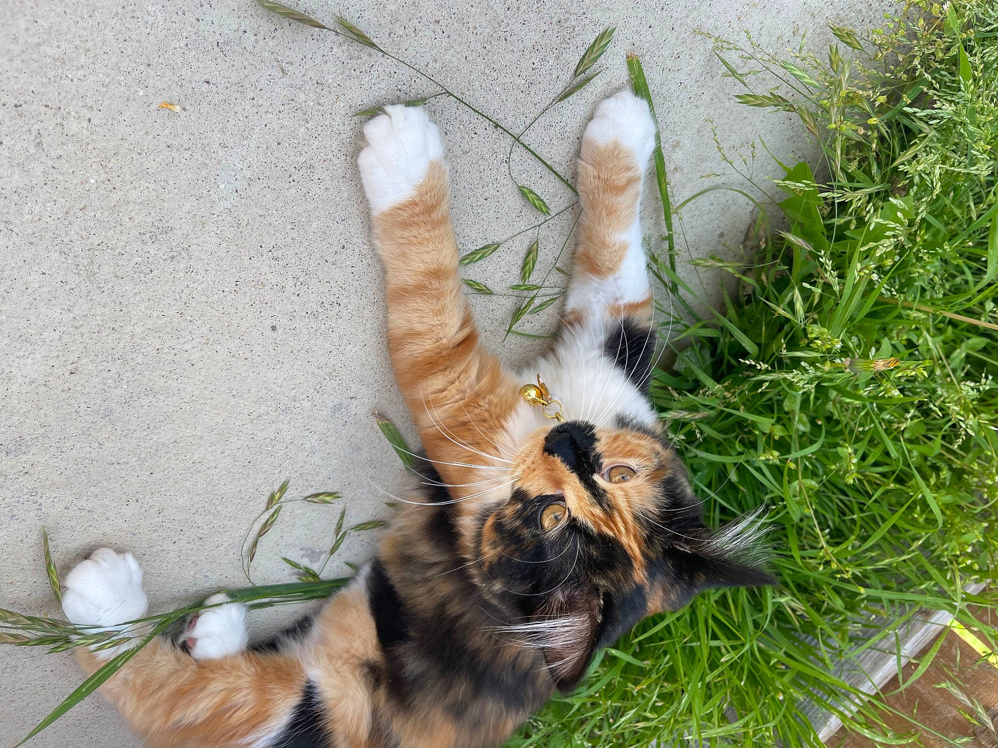 Kitty Meow Meow joined the competition — help win amazing prizes! carnivore, cat, claw, companion_dog, dog_breed, domestic_short_haired_cat, fawn, felidae, fur, grass, human_leg, paw, plant, small_to_medium_sized_cats, snout, sporting_group, tail, terrestrial_animal, tree, whiskers