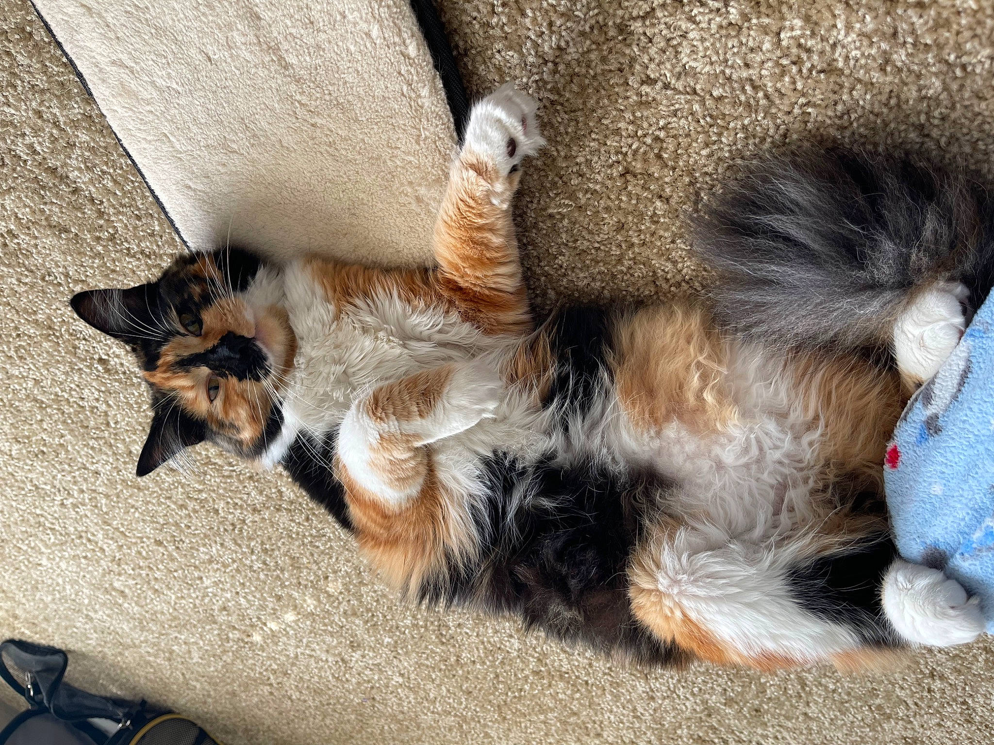 Kitty Meow Meow is registered to the contest to win money with this photo: canidae, carnivore, cat, cat_toy, claw, comfort, companion_dog, dog_breed, fawn, felidae, foot, fur, human_leg, paw, small_to_medium_sized_cats, sporting_group, tail, terrestrial_animal, whiskers, wildlife