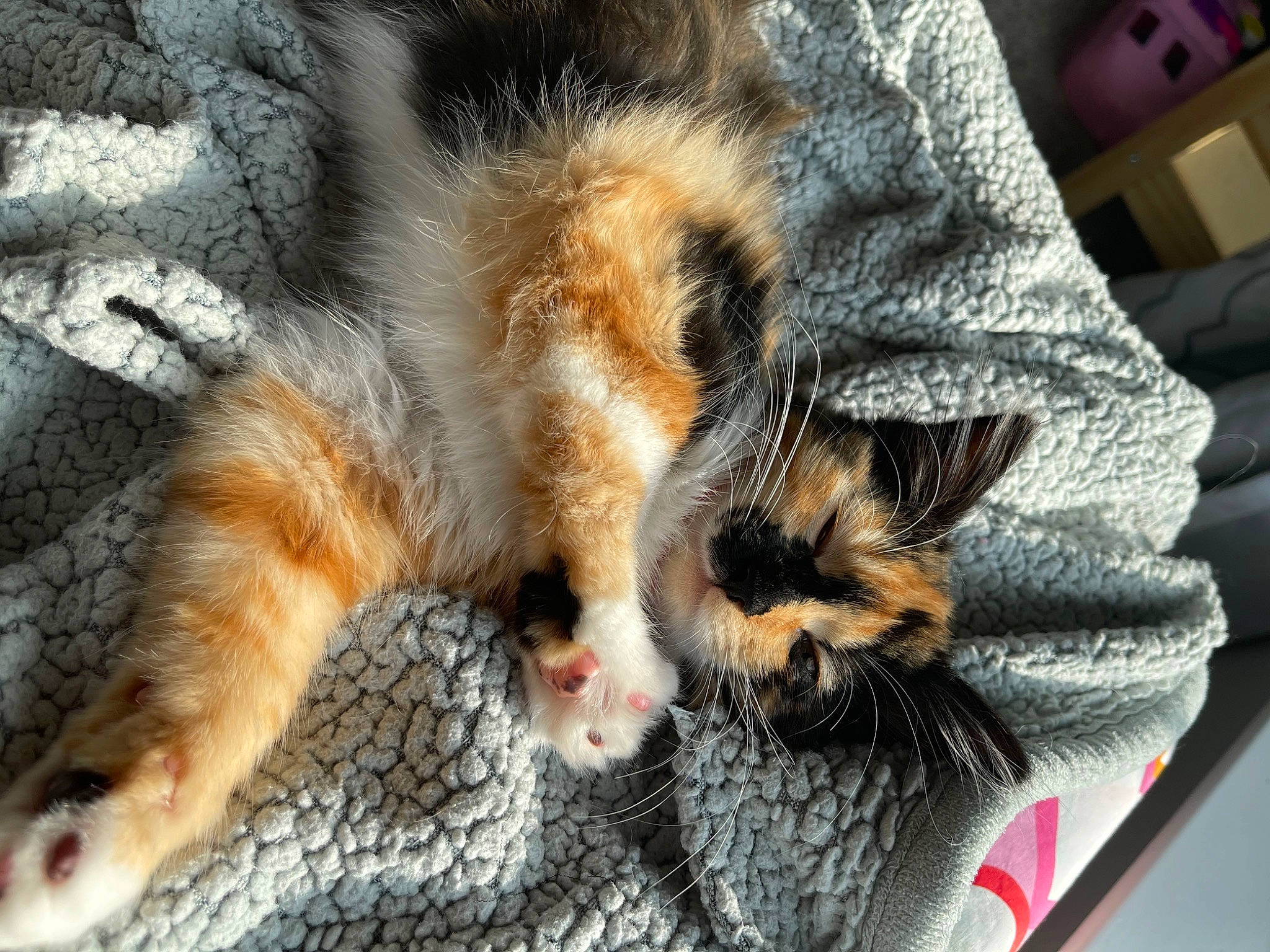 Kitty Meow Meow joined the competition — help win amazing prizes! carnivore, cat, claw, close_up, comfort, domestic_short_haired_cat, felidae, foot, fur, grass, human_leg, nap, paw, plant, small_to_medium_sized_cats, snout, tail, terrestrial_animal, textile, whiskers