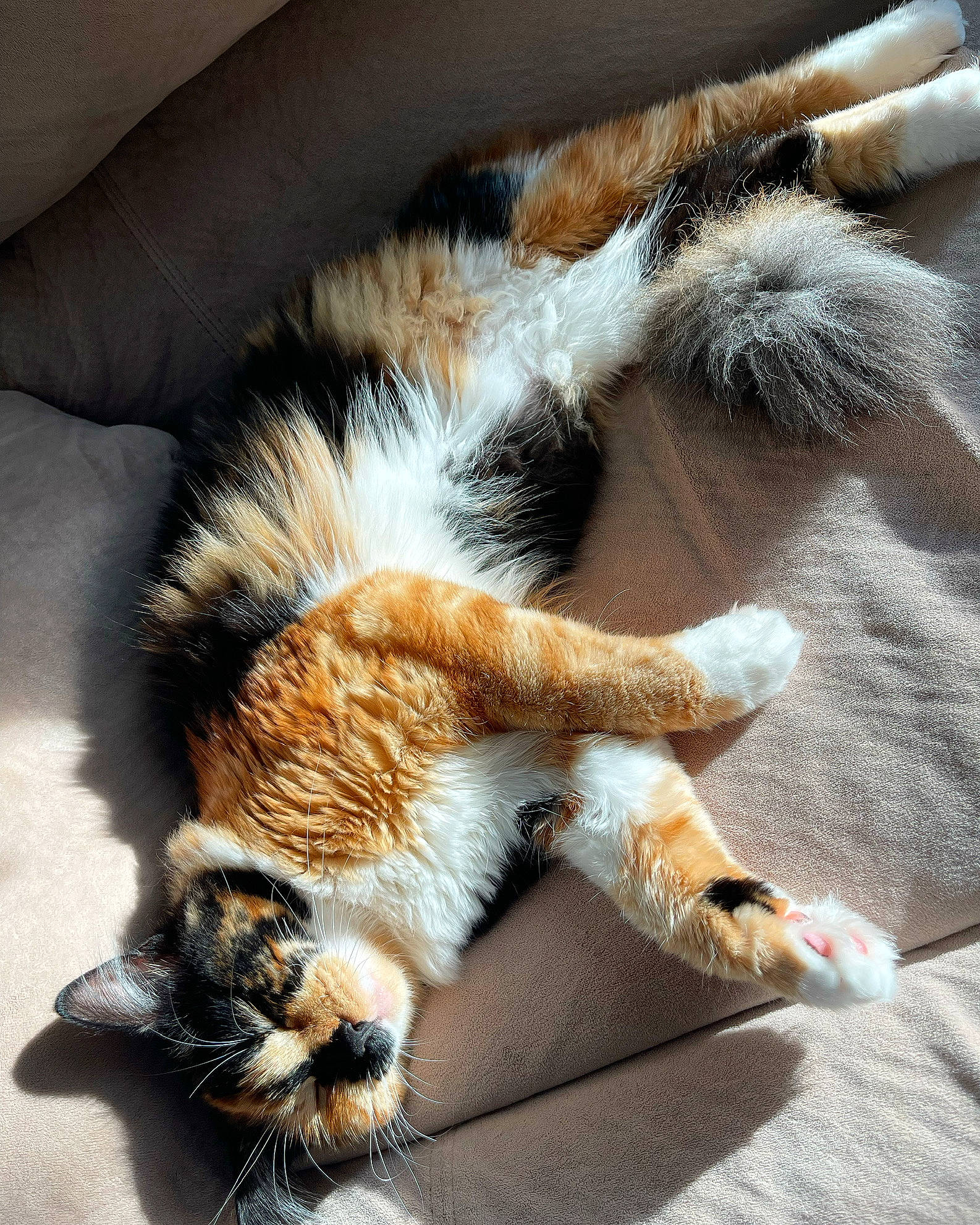 Kitty Meow Meow is registered to the contest to win money with this photo: carnivore, cat, claw, comfort, companion_dog, dog_breed, domestic_short_haired_cat, fawn, felidae, fur, human_leg, leg, paw, plant, small_to_medium_sized_cats, snout, sporting_group, tail, terrestrial_animal, whiskers