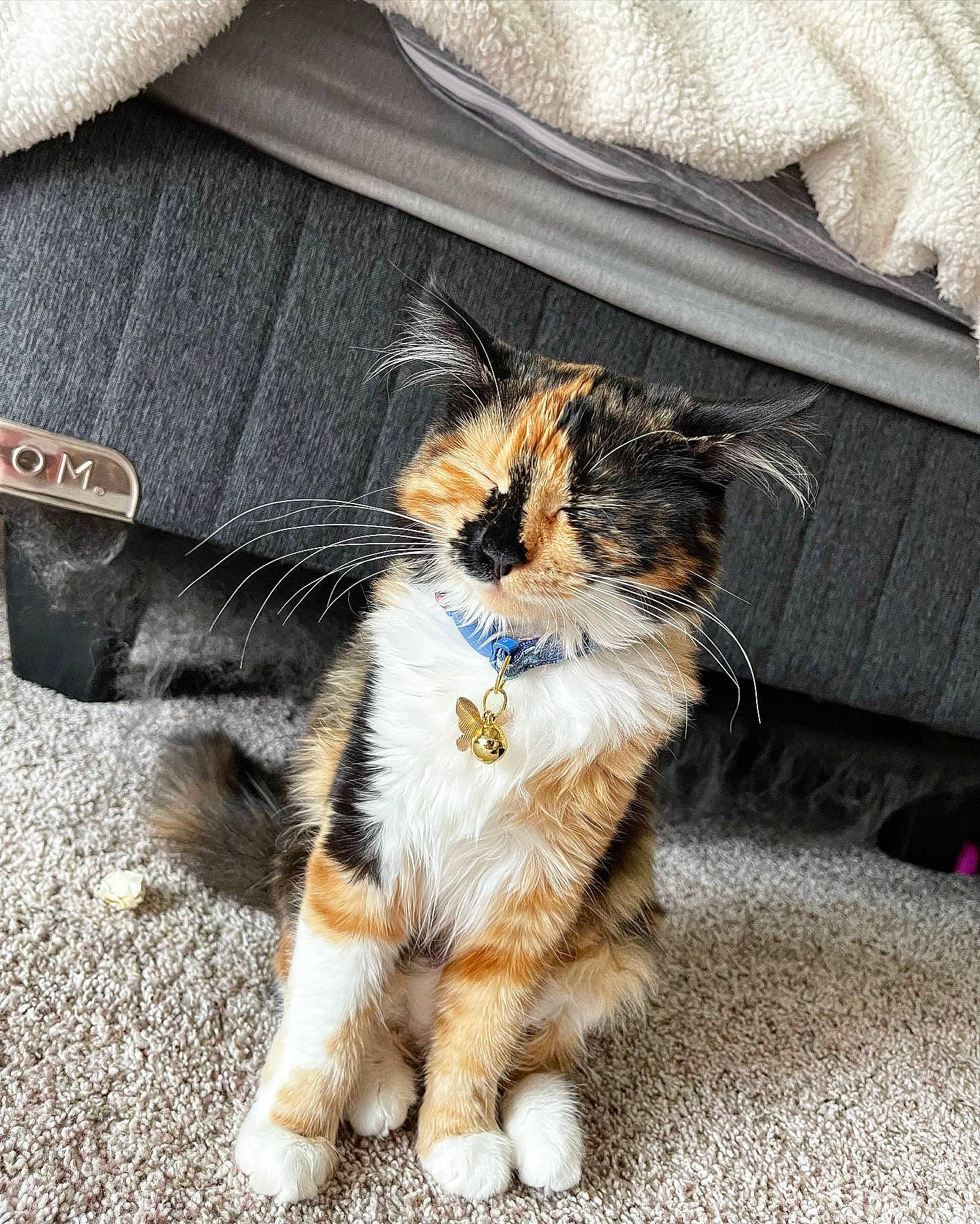 Kitty Meow Meow joined the competition — help win amazing prizes! carnivore, cat, claw, companion_dog, dog_breed, domestic_short_haired_cat, electric_blue, fashion_accessory, fawn, felidae, foot, fur, human_leg, leash, paw, sleeve, small_to_medium_sized_cats, snout, tail, whiskers