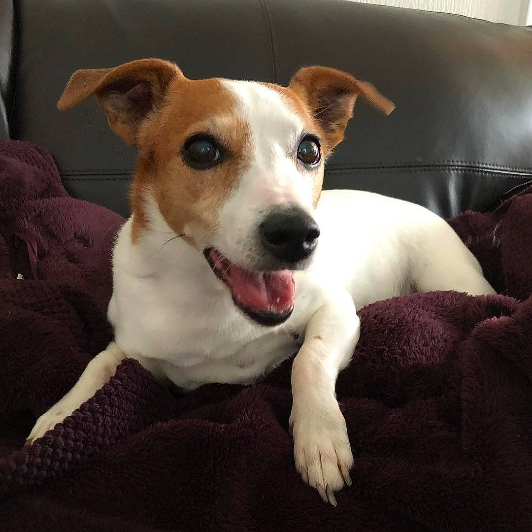 Jessie is registered to the contest to win money with this photo: canidae, carnivore, companion_dog, dog, dog_breed, fawn, feist, irishjacks, jack_russell_terrier, mammal, parson_russell_terrier, potcake_dog, puppy, rare_breed_dog, rat_terrier, russell_terrier, snout, sporting_group, vertebrate