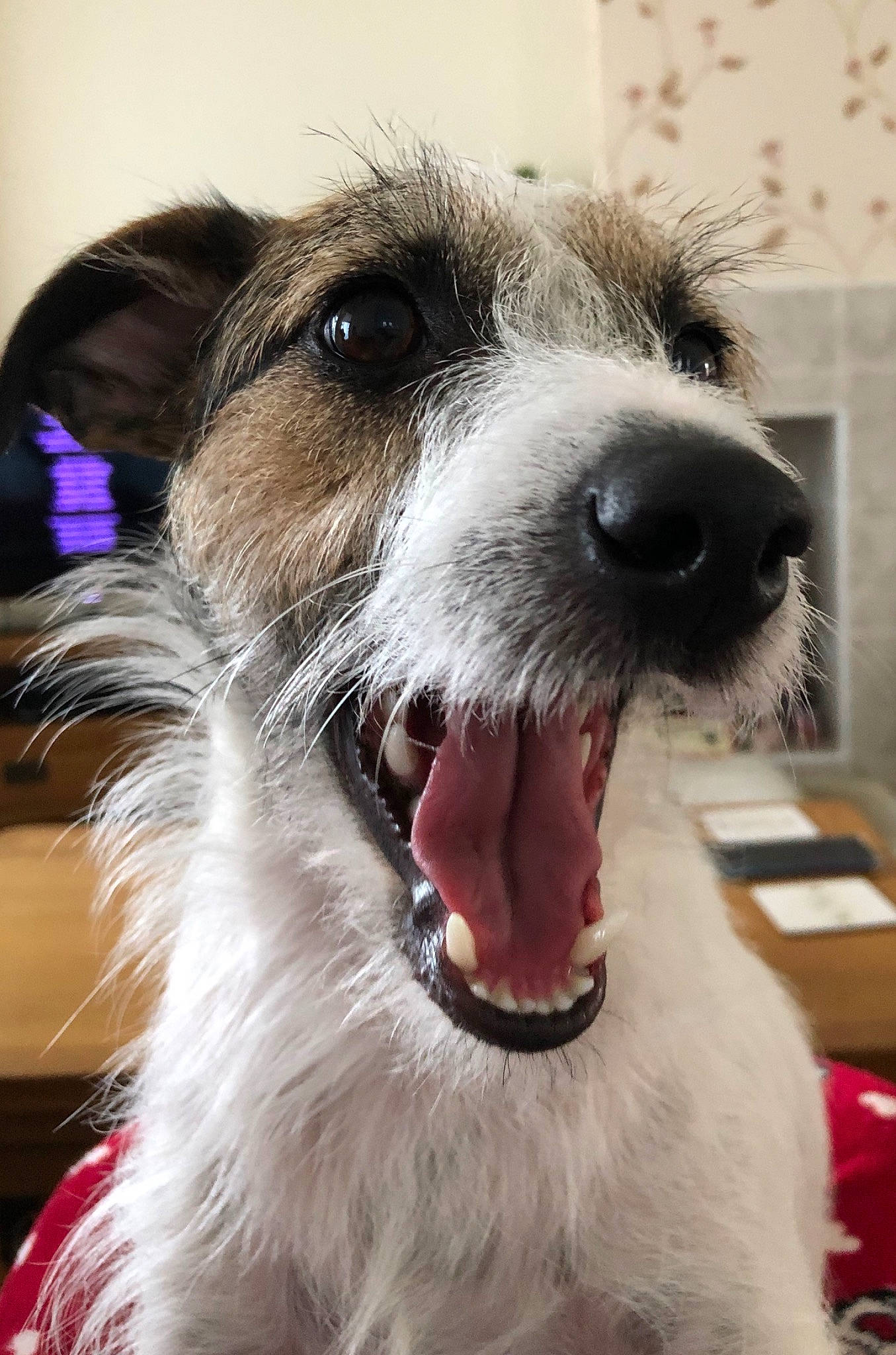 Charlie joined the competition — help win amazing prizes! canidae, carnivore, companion_dog, dog, dog_breed, fox_terrier, mammal, parson_russell_terrier, rare_breed_dog, russell_terrier, snout, terrier, vertebrate, whiskers, wire_hair_fox_terrier