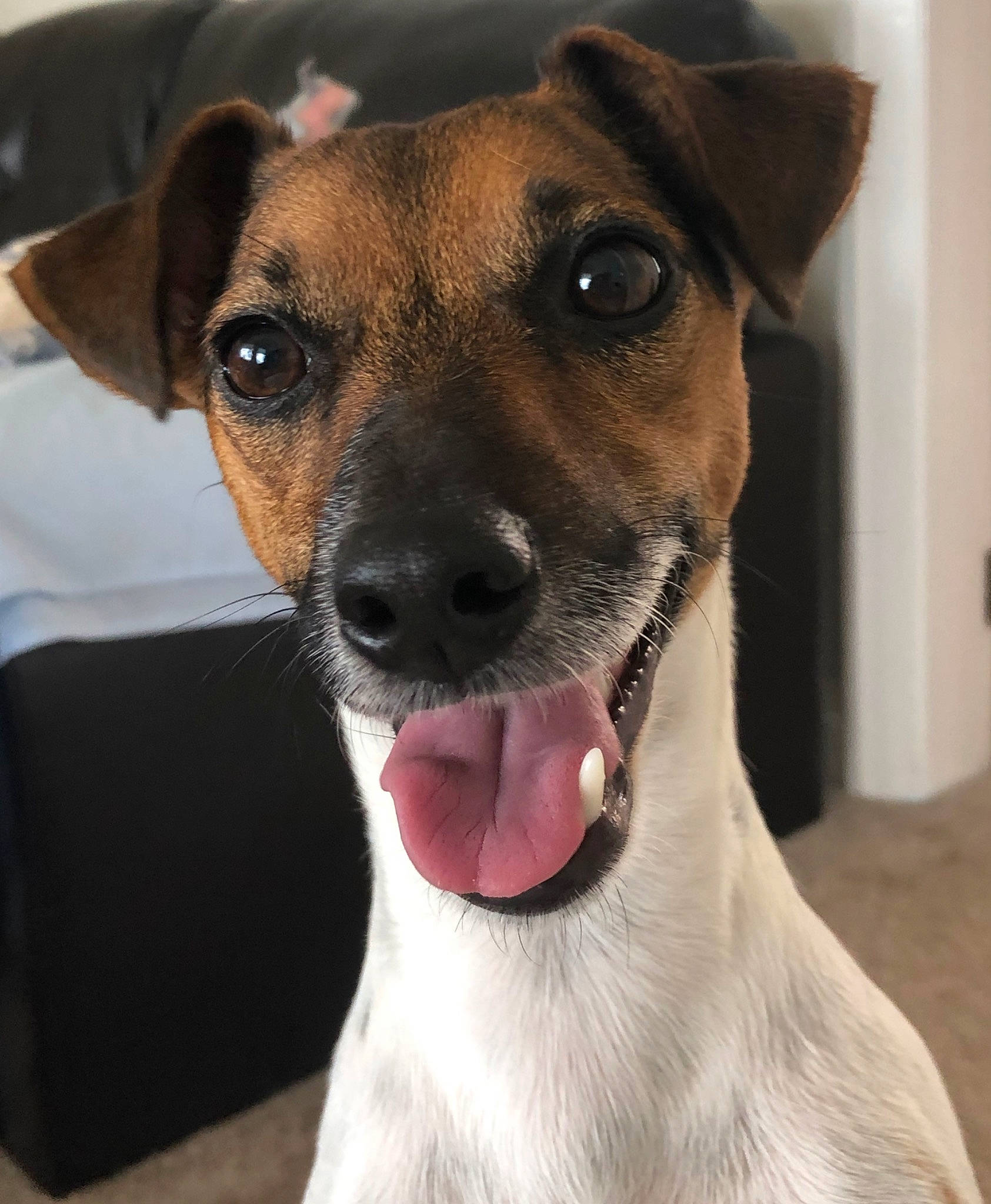 Clio is registered to the contest to win money with this photo: brazilian_terrier, canidae, carnivore, companion_dog, danish_swedish_farmdog, dog, dog_breed, ear, feist, fox_terrier, mammal, nose, potcake_dog, rare_breed_dog, rat_terrier, russell_terrier, smooth_fox_terrier, snout, vertebrate, whiskers