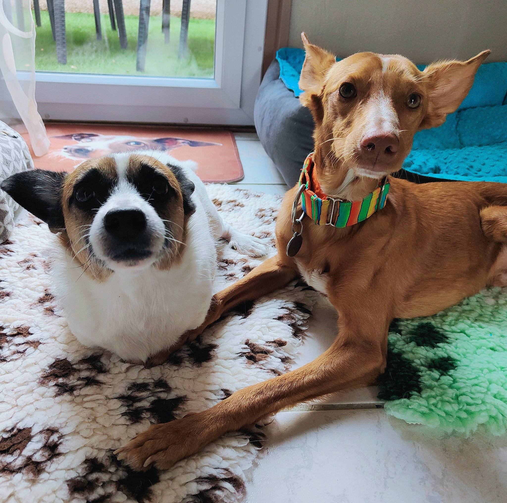 Choumy participe au concours pour gagner de l'argent avec cette photo : art, canidae, carnivore, collar, companion_dog, dishware, dog, dog_breed, dog_collar, dog_supply, fawn, fur, liver, pet_supply, puppy, snout, sporting_group, tableware, whiskers, working_animal