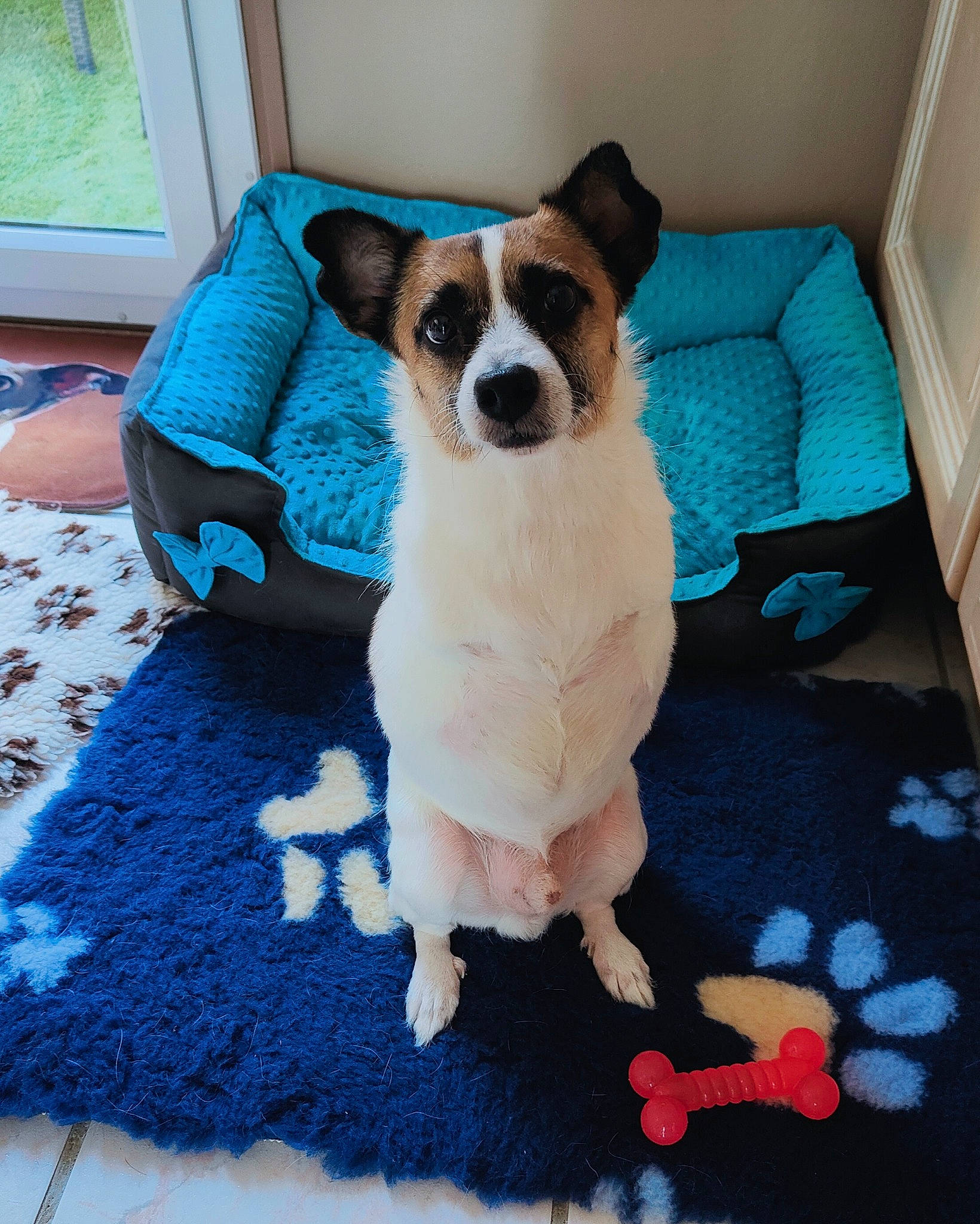 Choumy a rejoint le concours — aidez-le/la à gagner de superbes lots ! blue, carnivore, chair, comfort, companion_dog, couch, dog, dog_breed, dog_supply, fawn, flooring, linens, pattern, paw, pet_supply, sporting_group, tail, toy_dog, window, working_animal