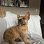 Cash joined the competition — help win amazing prizes! french_bulldog, puppy, dog, pet, indoor, couch, white_quilt, wall_art, palm_trees, beige_wall, ears_up, sitting, curious, brown_fur, paw, looking_sideways, wood_floor, light_switch, cozy, domestic