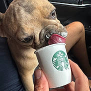 Cash is registered to the contest to win money with this photo: dog, french_bulldog, pet, animal, tongue, cup, starbucks, hand, car_interior, seat, window, closeup, licking, cute, brown, fur, snout, person, treat, paw