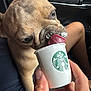 dog, french_bulldog, pet, animal, tongue, cup, starbucks, hand, car_interior, seat, window, closeup, licking, cute, brown, fur, snout, person, treat, paw