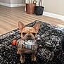 Cash is registered to the contest to win money with this photo: dog, french_bulldog, puppy, indoor, carpet, plastic_bottle, pet, animal, floor, plant, potted_plant, curious, cute, brown_dog, small_dog, ears, sitting, looking, house, wooden_floor