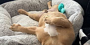 Cash joined the competition — help win amazing prizes! dog, puppy, pet_bed, couch, indoor, relaxed, sleeping, toy, fluffy, brown_dog, cozy, resting, paw, tattoo, black_couch, window, home, animal, fur, companion