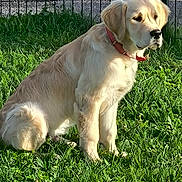 Simba a rejoint le concours — aidez-le/la à gagner de superbes lots ! dog, golden_retriever, puppy, grass, outdoor, sunlight, fence, collar, pet, animal, curb, nature, canine, young_dog, sitting, greenery, daylight, calm, portrait, mammal