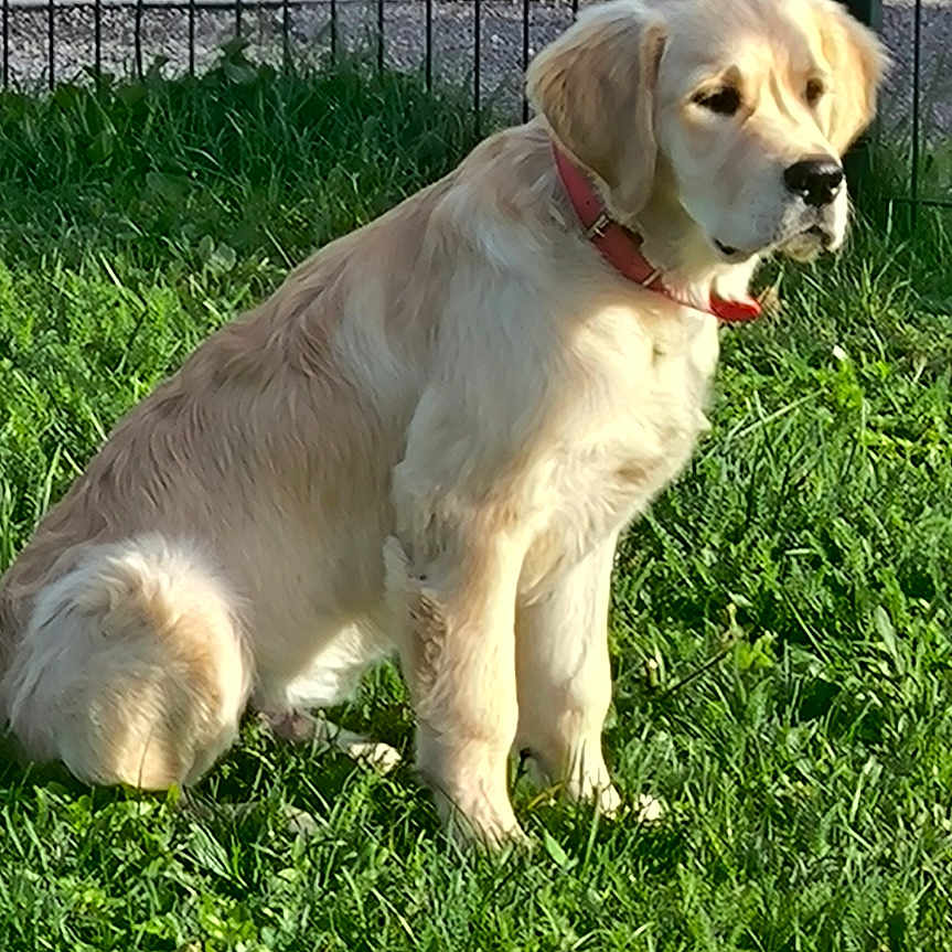 Simba a rejoint le concours — aidez-le/la à gagner de superbes lots ! animal, calm, canine, collar, curb, daylight, dog, fence, golden_retriever, grass, greenery, mammal, nature, outdoor, pet, portrait, puppy, sitting, sunlight, young_dog