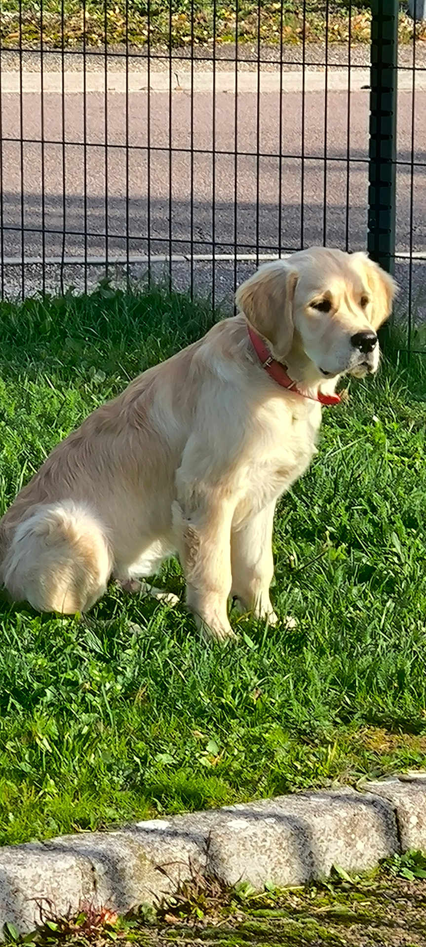 Simba a rejoint le concours — aidez-le/la à gagner de superbes lots ! dog, golden_retriever, puppy, grass, outdoor, sunlight, fence, collar, pet, animal, curb, nature, canine, young_dog, sitting, greenery, daylight, calm, portrait, mammal