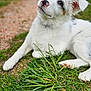 puppy, dog, grass, outdoor, pet, cute, animal, white_fur, pink_nose, black_nose_spots, curious, lying_down, nature, young_dog, ears, fur, closeup, portrait, greenery, daylight