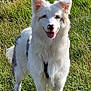 dog, white_dog, fluffy, grass, field, sunlight, outdoor, happy, tongue_out, ears_up, nature, sunflowers, animal, pet, standing, smiling, greenery, summer, canine, playful
