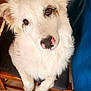 dog, white_dog, fluffy, pet, chair, indoors, cute, ears, nose, brown_eyes, looking_up, tile_floor, wooden_chair, fur, domestic_animal, animal, companion, friendly, canine, portrait