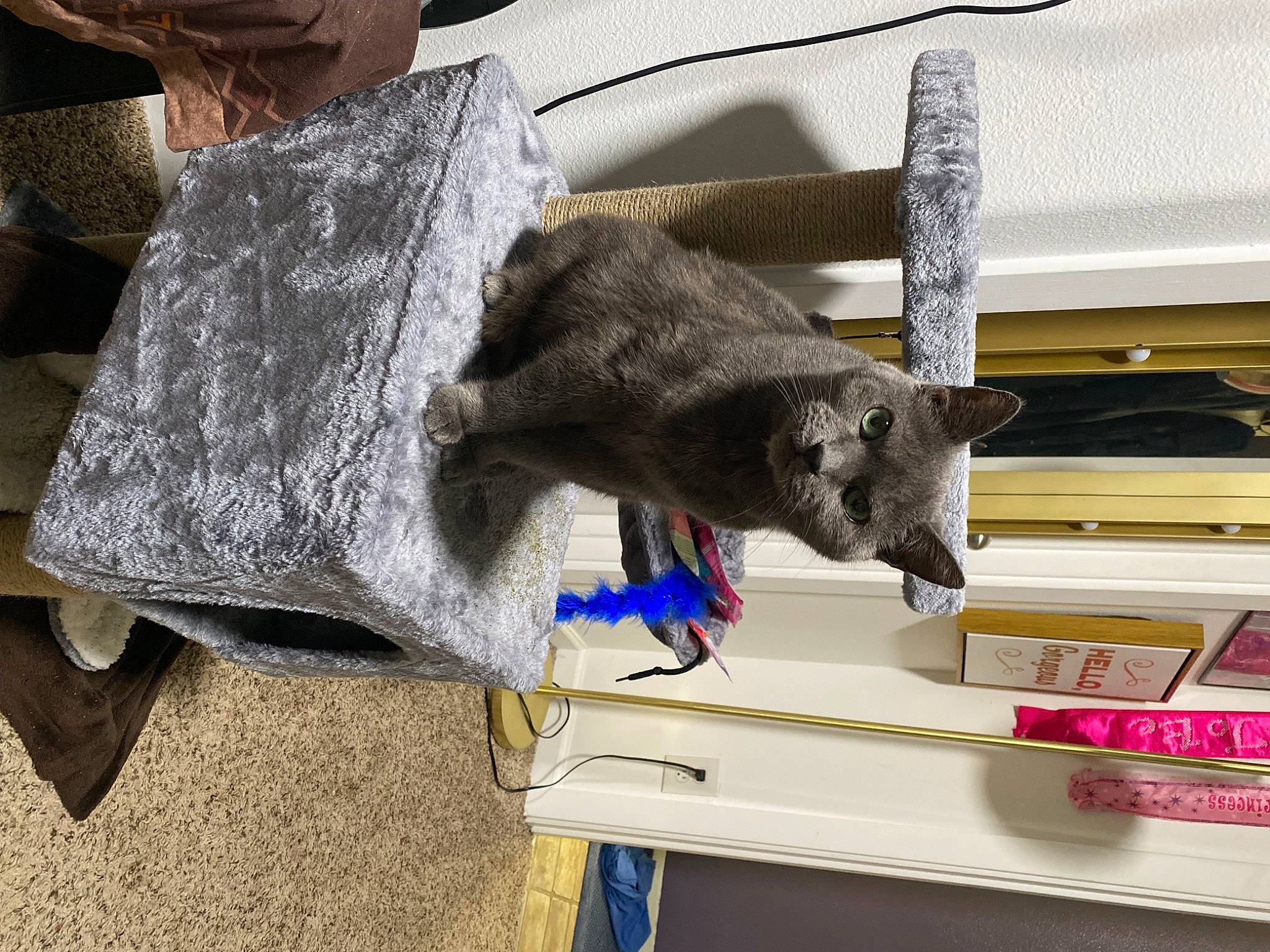 Roxy is registered to the contest to win money with this photo: carnivore, cat, comfort, domestic_short_haired_cat, felidae, flooring, fur, plant, room, russian_blue, small_to_medium_sized_cats, tail, whiskers, wood