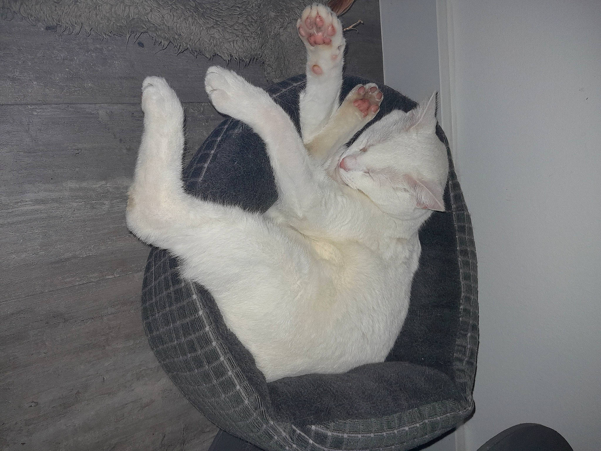 Snow participe au concours pour gagner de l'argent avec cette photo : canidae, carnivore, cat, claw, comfort, companion_dog, dog_breed, domestic_short_haired_cat, felidae, foot, fur, gesture, linens, paw, room, small_to_medium_sized_cats, sporting_group, tail, whiskers, wood