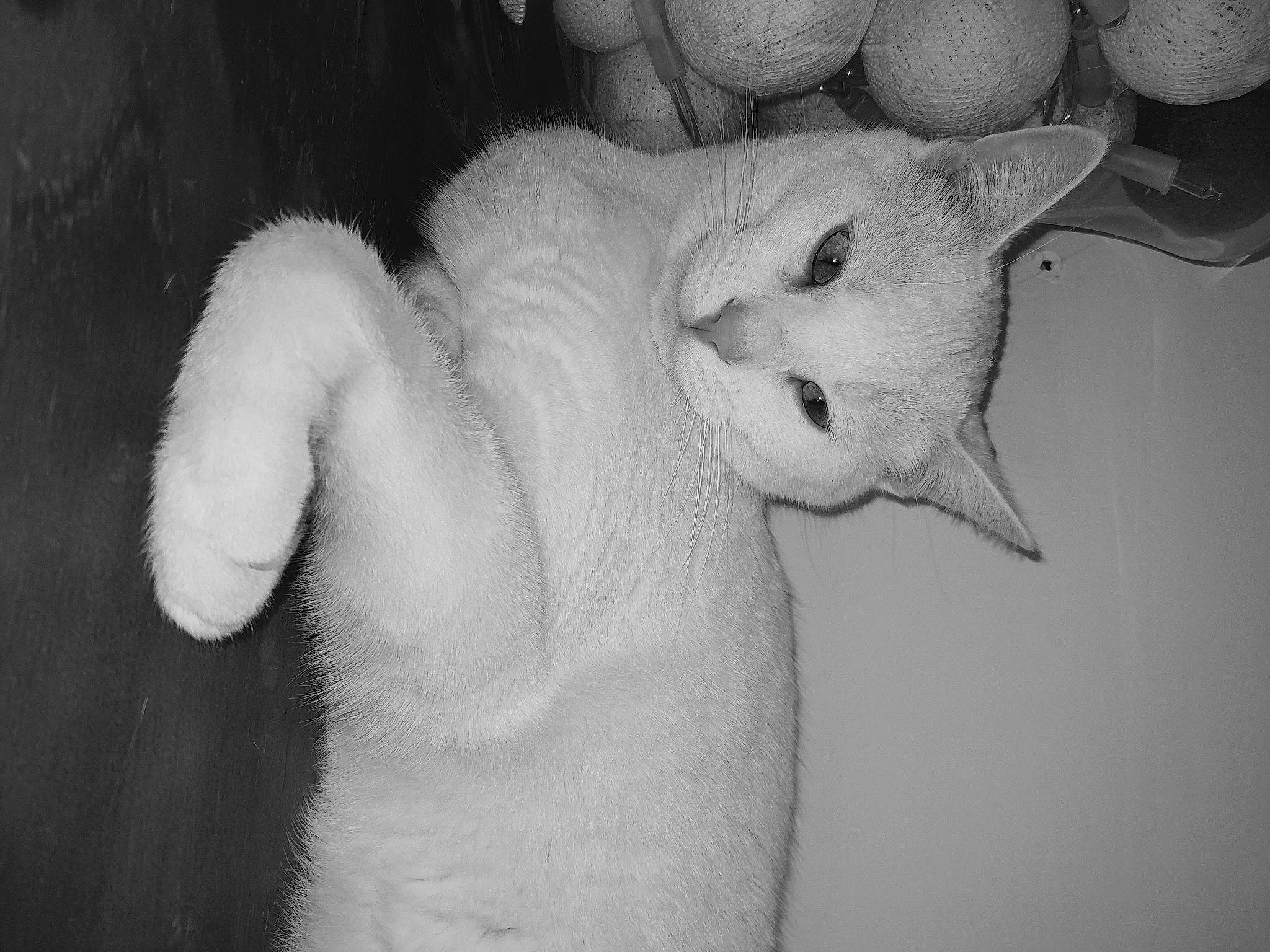 Snow participe au concours pour gagner de l'argent avec cette photo : black, carnivore, cat, claw, comfort, domestic_short_haired_cat, ear, eyelash, fawn, felidae, fur, gesture, monochrome, monochrome_photography, nap, paw, small_to_medium_sized_cats, tail, terrestrial_animal, whiskers