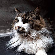 Charly participe au concours pour gagner de l'argent avec cette photo : cat, fluffy, long_hair, white_fur, brown_fur, whiskers, pet, animal, relaxed, indoor, portrait, close_up, feline, mammal, cute, soft_light, resting, calm, domestic_cat, fur