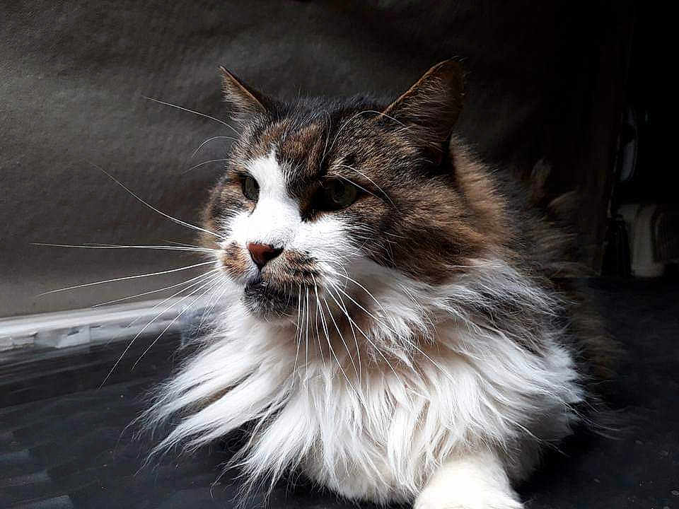 Charly participe au concours pour gagner de l'argent avec cette photo : cat, fluffy, long_hair, white_fur, brown_fur, whiskers, pet, animal, relaxed, indoor, portrait, close_up, feline, mammal, cute, soft_light, resting, calm, domestic_cat, fur