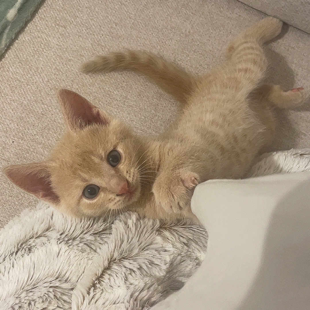 Nuts participe au concours pour gagner de l'argent avec cette photo : kitten, cat, orange_cat, pet, feline, cute, indoor, couch, blanket, fur, whiskers, small_animal, resting, cozy, curious, young, animal, domestic, soft_texture, relaxed