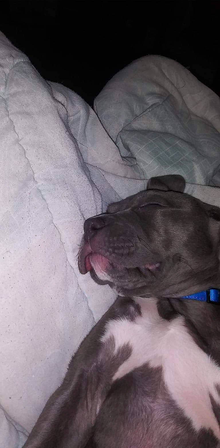 Booker joined the competition — help win amazing prizes! boxer, canidae, carnivore, collar, comfort, companion_dog, dog, dog_breed, dog_collar, fawn, grey, molosser, pet_supply, snout, sporting_group, tongue, whiskers, working_animal, working_dog