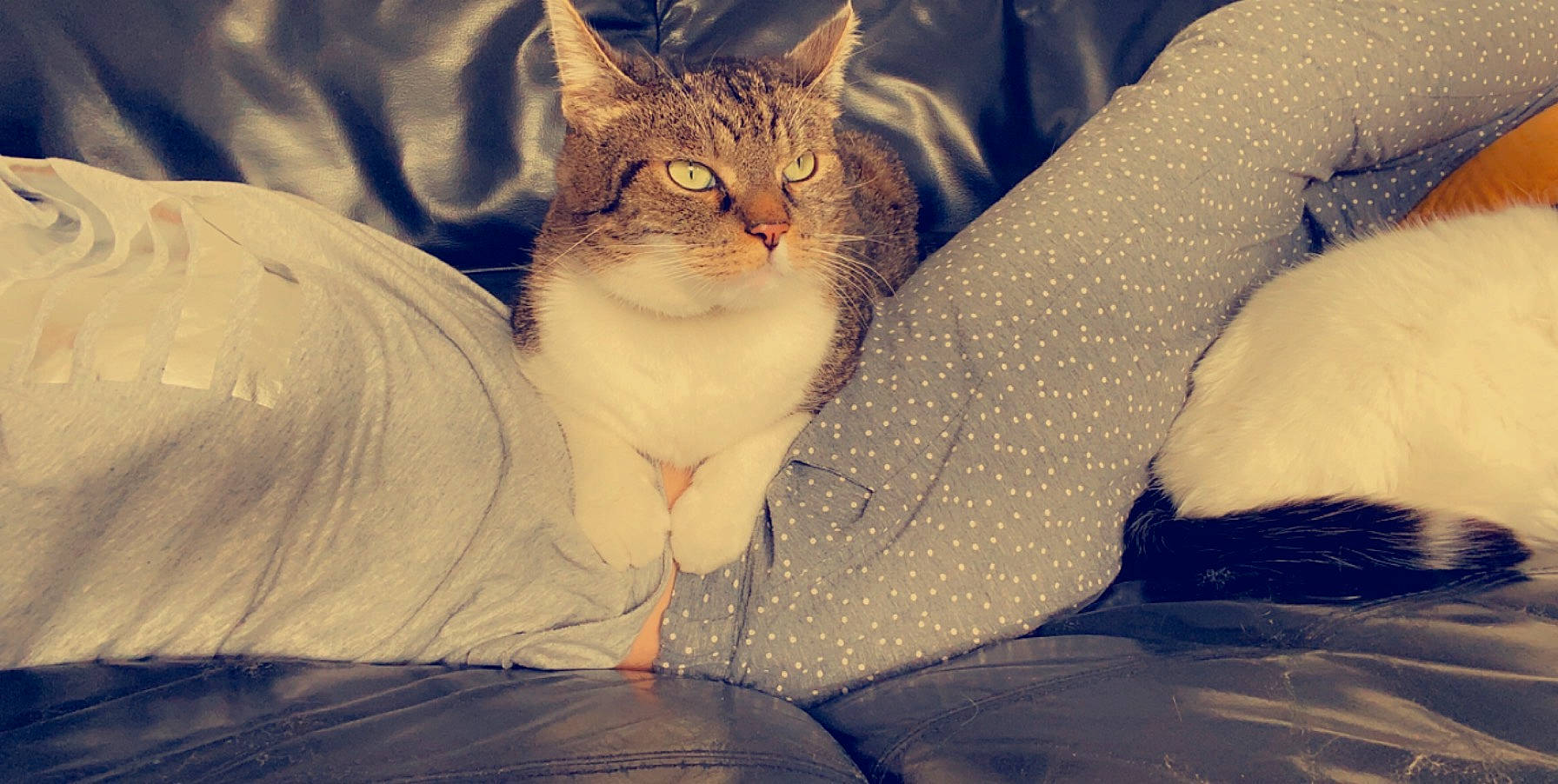 Ptit Minou a rejoint le concours — aidez-le/la à gagner de superbes lots ! carnivore, cat, comfort, domestic_short_haired_cat, eye, fawn, felidae, fur, happy, human_leg, paw, plant, sitting, small_to_medium_sized_cats, snout, tail, tints_and_shades, tree, whiskers, window