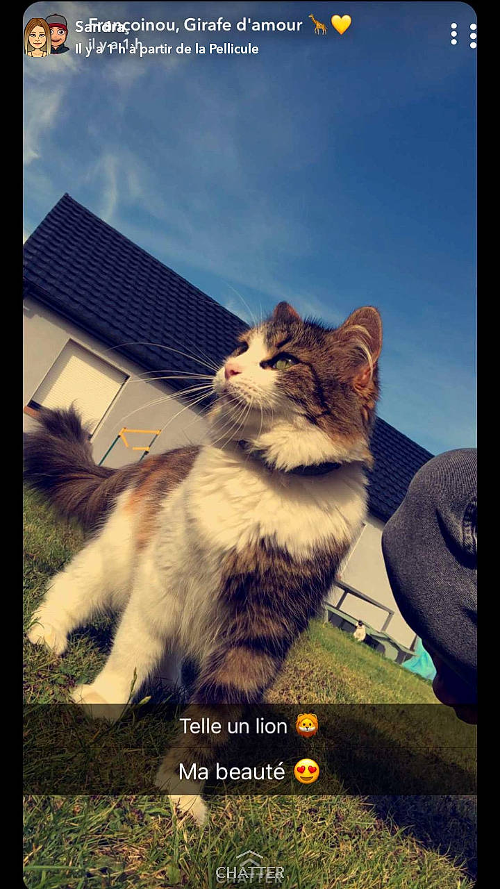 Marianne a rejoint le concours — aidez-le/la à gagner de superbes lots ! art, big_cats, carnivore, cloud, companion_dog, fawn, felidae, fur, grass, happy, lion, photo_caption, rectangle, sky, small_to_medium_sized_cats, tail, terrestrial_animal, tints_and_shades, whiskers, window