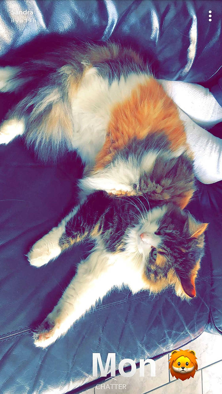 Marianne a rejoint le concours — aidez-le/la à gagner de superbes lots ! carnivore, cat, claw, comfort, fawn, felidae, fur, paw, small_to_medium_sized_cats, snout, tail, terrestrial_animal, toe, whiskers