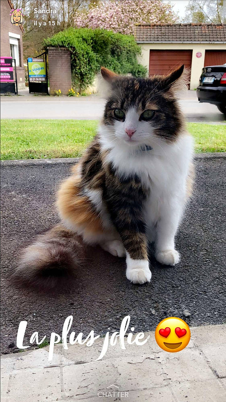 Marianne participe au concours pour gagner de l'argent avec cette photo : asphalt, carnivore, cat, domestic_short_haired_cat, felidae, font, fur, grass, paw, photo_caption, photograph, plant, road_surface, sitting, small_to_medium_sized_cats, snapshot, snout, tail, whiskers, window